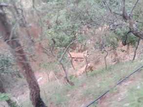 बैतडीमा टिप्पर दुर्घटना, चार जना घाइते 